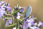 Licenido  Celastrina argiolus Reducc.jpg